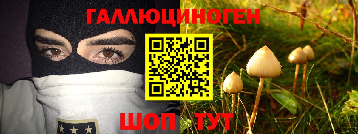 Советск  Галлюциногенные грибы Psilocybine cubensis  Вход с VPN 